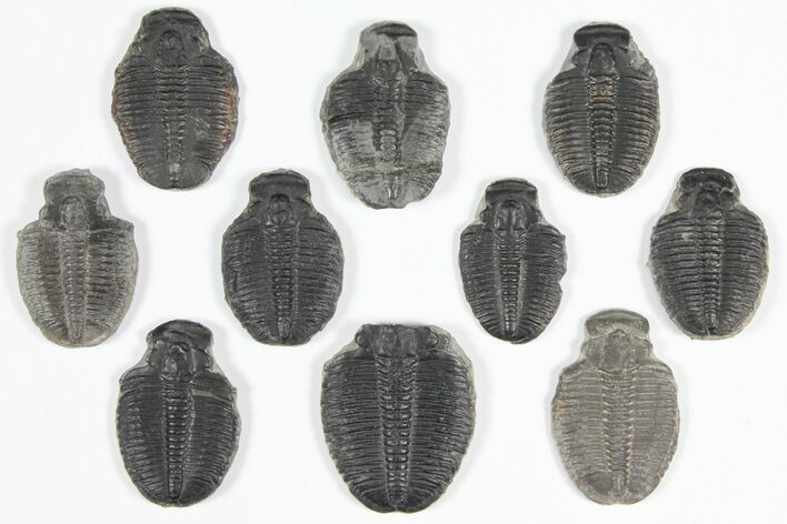 Lot: to Elrathia Trilobite Fossils - Pieces #92136